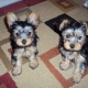 yorkie-puppies-for-adoption-yorkshire-terrier-akhtar-abad-1