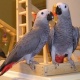 a-pair-of-talking-african-grey-parrots-african-grey-parrot-ahmadabad-1