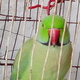 indian-ringneck-parrot-indian-ringneck-rawalpindi-2
