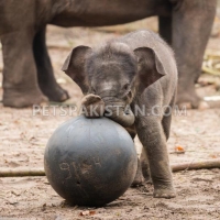 exotic-cubs-and-pets-for-sale-whatsapp-12486625079-fox-rawalpindi-5