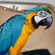 macaw-12-months-baby-with-new-stand-other-bahawalpur-cantt