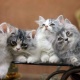 persian-kittens-for-sale-persian-cats-karachi-1