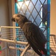 hand-reared-african-grey-parrot-for-sale-african-grey-parrot-karachi-3