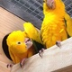 golden-conure-parrots-for-sale-sun-conure-karachi