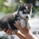 cute-and-adorable-blue-eyes-husky-puppes-for-new-an-loving-home-other-akhtar-abad-1