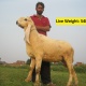 goats-bkara-bakray-beetal-rajanpuri-desi-sheep-kajla-mundra-free-delivery-for-qurbani-in-lahore-faisalabad-islamabad-rawalpindi-abbotabad-african-silverbill-finch-lahore-4