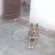 7-month-old-bitch-healthy-jojo-name-and-family-dog-other-faisalabad-3