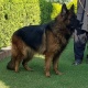 black-german-shepherd-dog-for-sale-serious-buyer-only-contact-me-german-shepherd-quetta