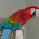 available-baby-parrots-for-sale-macaws-panjgur