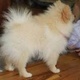priceless-white-pomeranian-puppy-for-adoption-other-bahawalpur-cantt