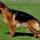 non-pedigree-german-shepherd-male-pup-for-sale-german-shepherd-lahore