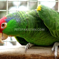 tamed-parrots-for-sale-whatsapp-12486625079-amazon-parrots-rawalpindi-2