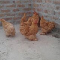 golden-comet-chickens-hens-rawalpindi-2