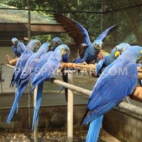 tamed-parrots-for-sale-whatsapp-12486625079-amazon-parrots-rawalpindi-5