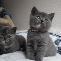 blue-british-shorthair-kittens-persian-cats-islamabad