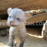 tamed-parrots-for-sale-whatsapp-12486625079-loin-ahmadpur-4