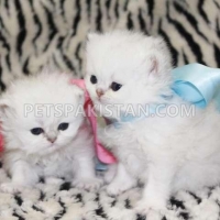 white-persian-kittens-for-sale-persian-cats-bahrain