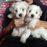 awesome-t-cup-maltese-puppies-available-maltese-ahmadabad