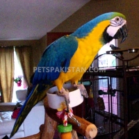 green-wing-macaw-parrot-babies-on-sale-amazon-parrots-abbasia-1