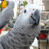 tamed-parrots-for-sale-whatsapp-12486625079-amazon-parrots-rawalpindi-3