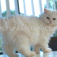 persian-doll-face-female-persian-cats-karachi-1