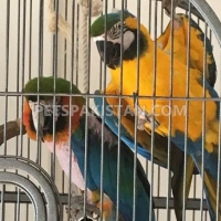cheap-male-and-female-blue-and-gold-macaw-for-sale-whatsapp-1-719-301-9078-african-grey-parrot-ahmadabad