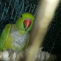 green-parrot-for-sale-indian-ringneck-therhi