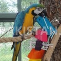 blue-gold-macaw-available-now-red-rumps-abdul-hakim