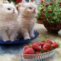 persian-kittens-persian-cats-karachi-1
