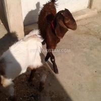 khubsurat-goats-sheep-karachi-1