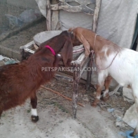 khubsurat-goats-sheep-karachi-2