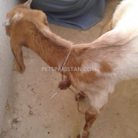 khubsurat-goats-sheep-karachi-4
