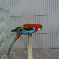 red-rozilla-male-for-sale-rosella-multan-3