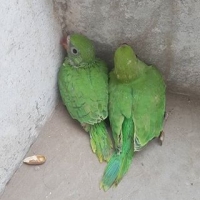 green-ring-neck-chiks-2-indian-ringneck-lahore