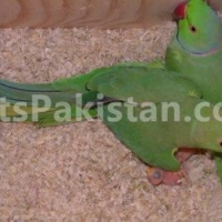 green-and-yellow-ringneck-chicks-indian-ringneck-rawalpindi-4