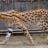 exotic-cubs-and-pets-for-sale-whatsapp-12486625079-fox-rawalpindi-6