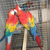 green-wing-macaw-parrot-babies-on-sale-amazon-parrots-abbasia-4