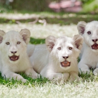 exotic-cubs-and-pets-for-sale-whatsapp-12486625079-fox-rawalpindi-3