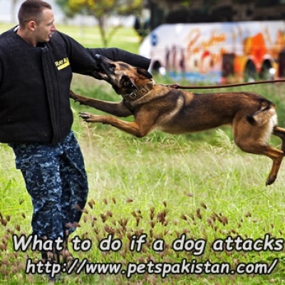 What should you do when a dog attacks you?