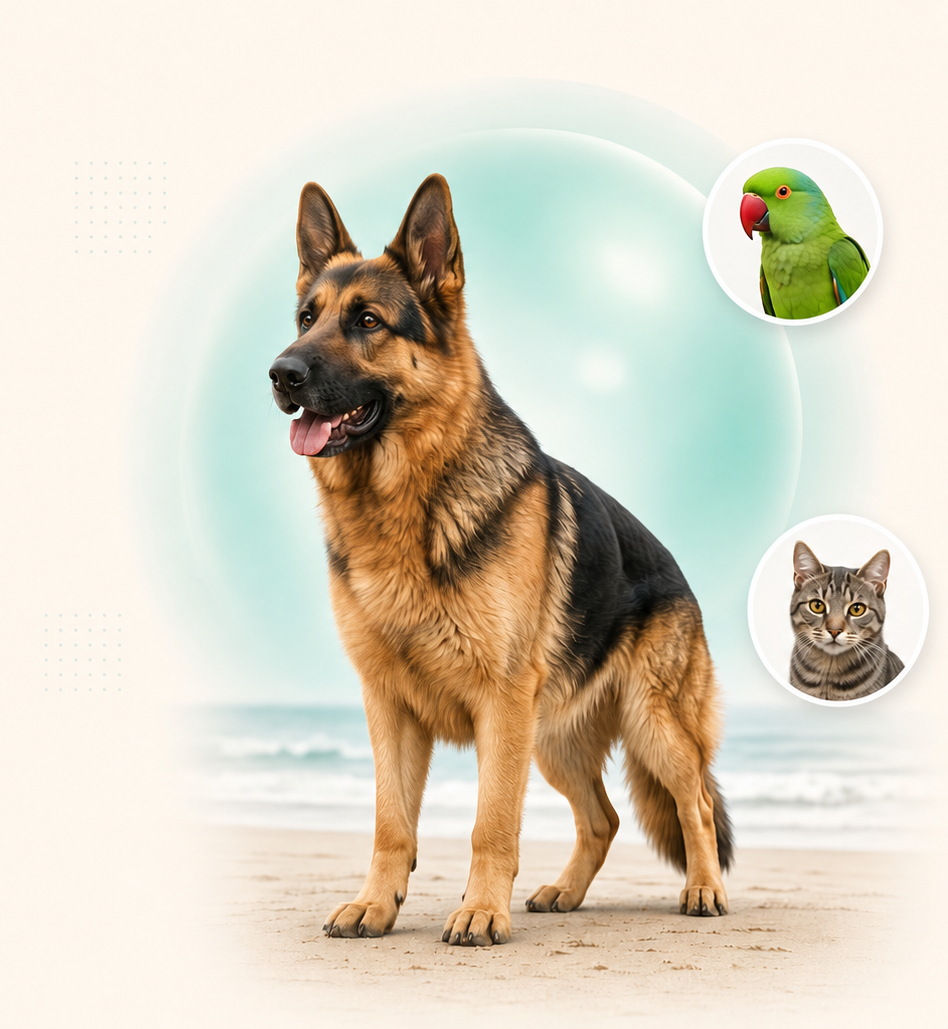 German Shepherd with parrot and cat