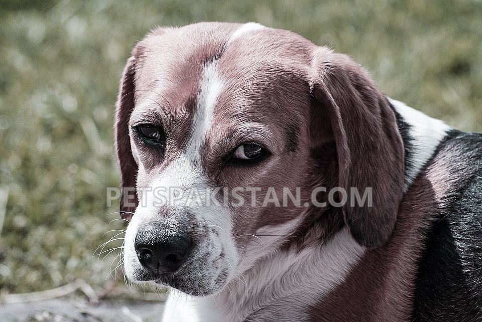 Beagles Dogs