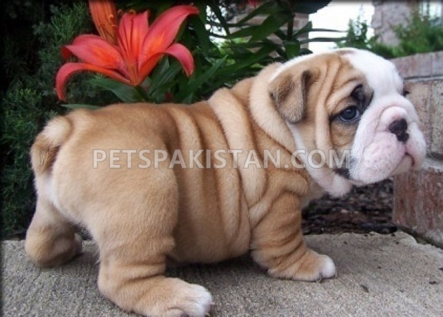 Bulldog