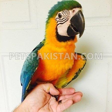 Golden blue and yellow macaw