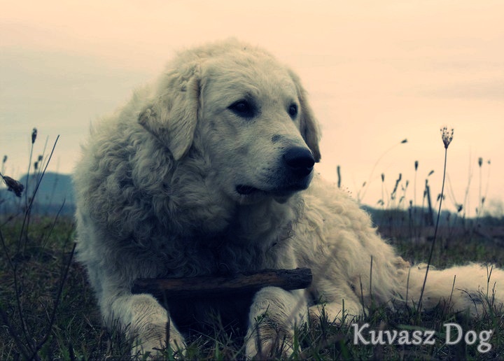 Kuvasz dog