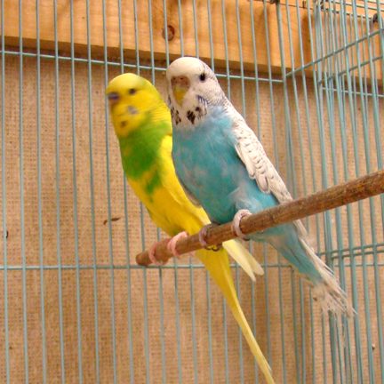 Budgies | Parrot | Australian Budgies Sale | Parrot For Sale | Pets | Animals | sale | parakeets | Budgies appearence | Australian Budgies life span | Australian