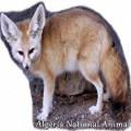 Algeria National Animal