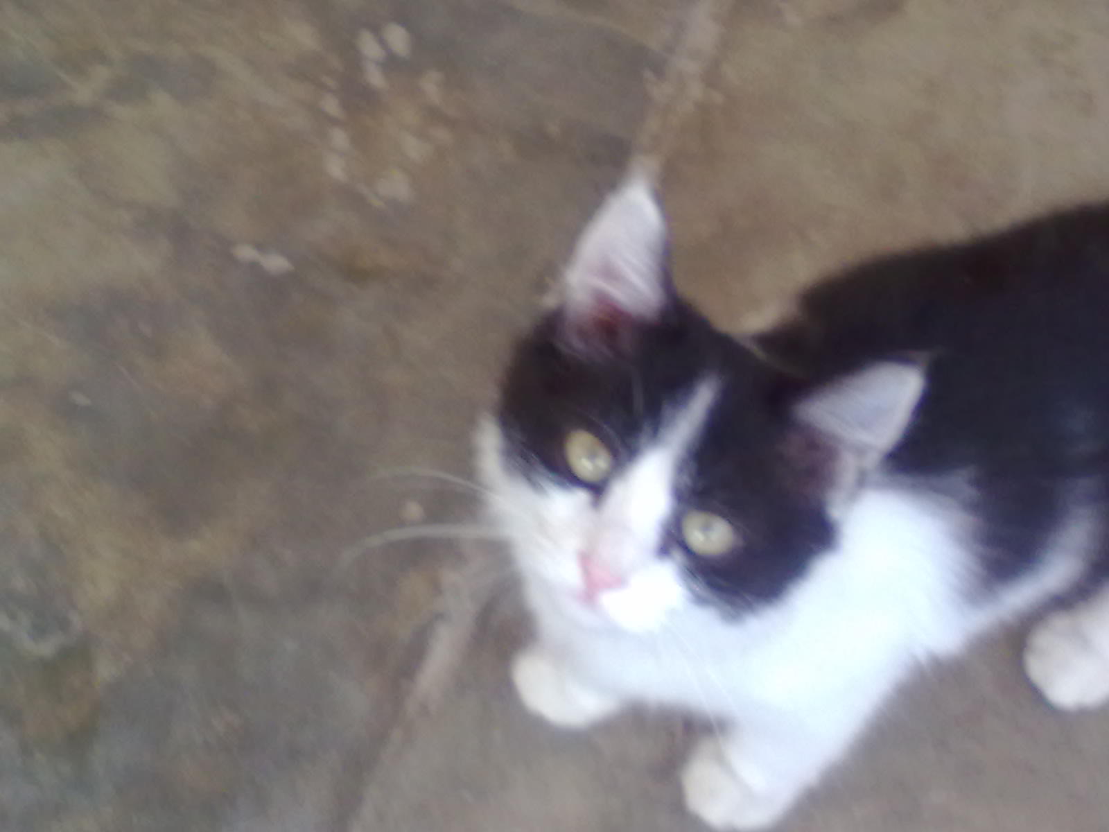 Pets Pakistan Cute Persian Cat For sale