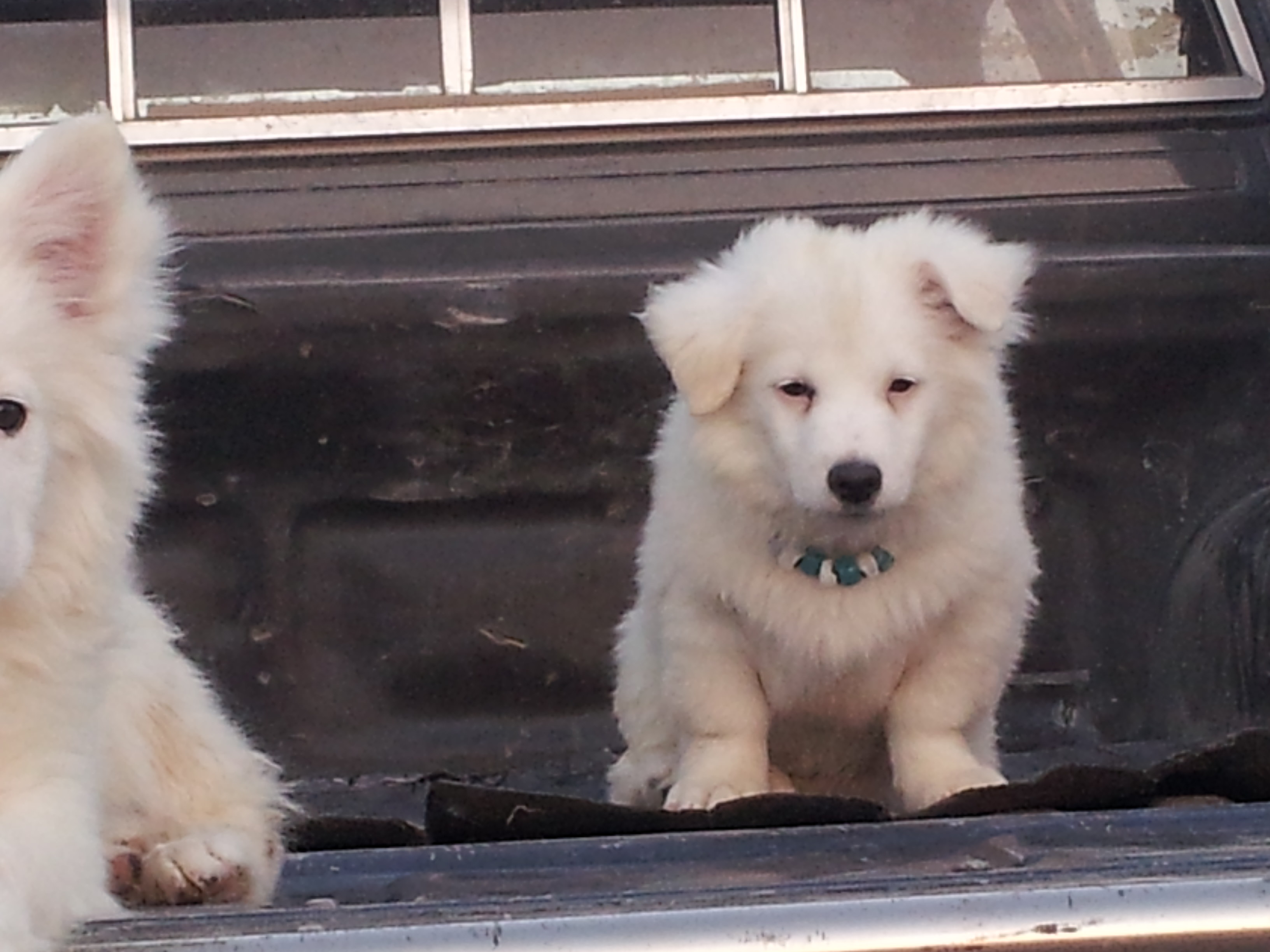 Pets Pakistan GSD Original Puppies, adult Male and Female Short Coat