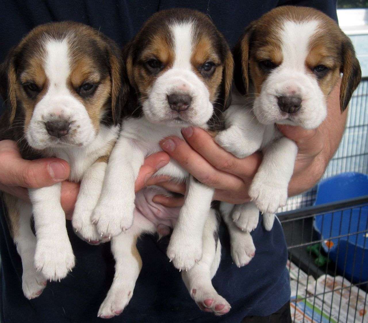 Beagle Dog Puppy For Sale