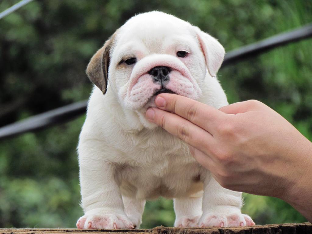 Pets Pakistan - GORGEOUS MALE AND FEMALE ENGLISH BULLDOG ...